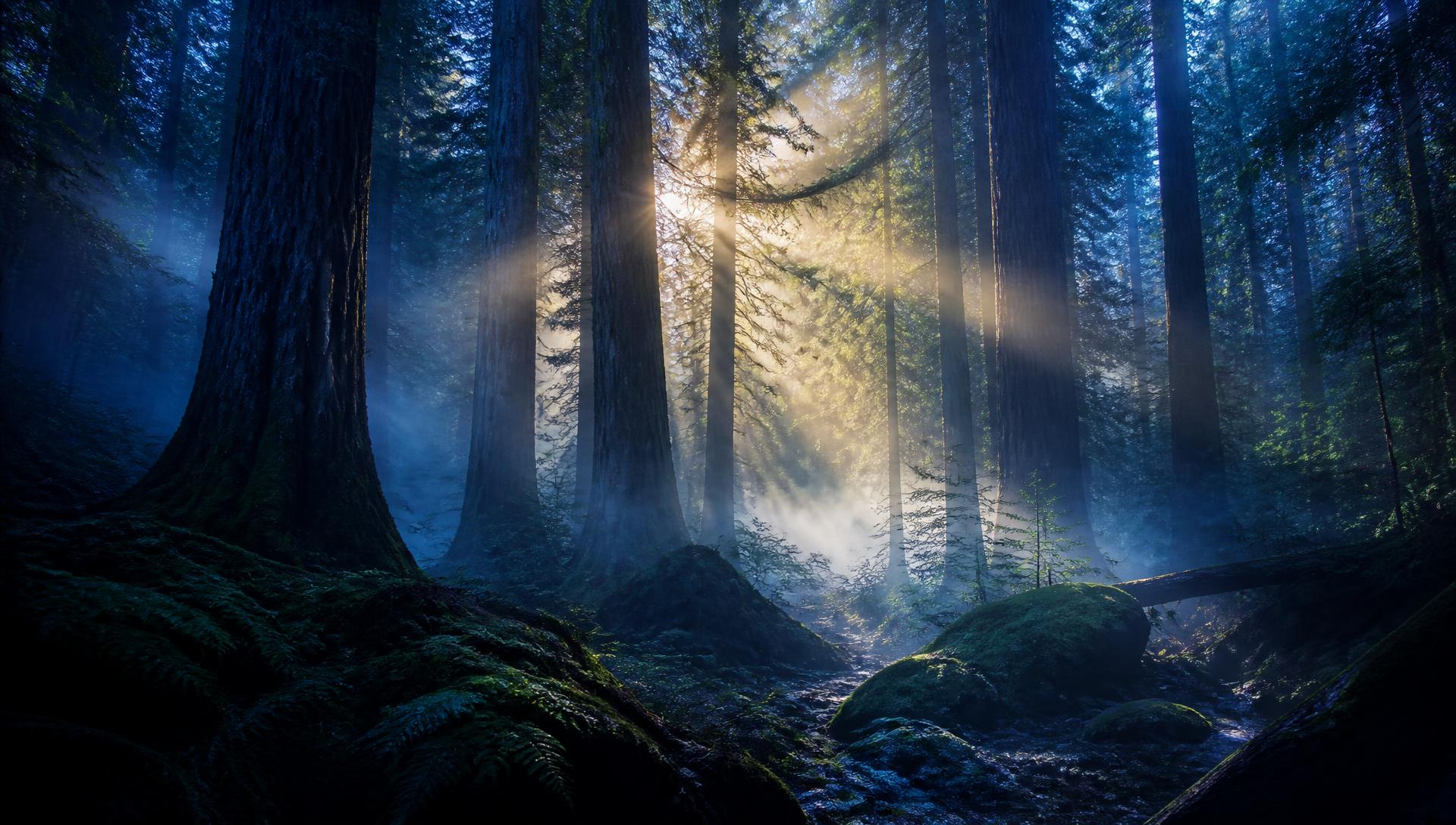 Sunlight streaming through a misty forest at dawn